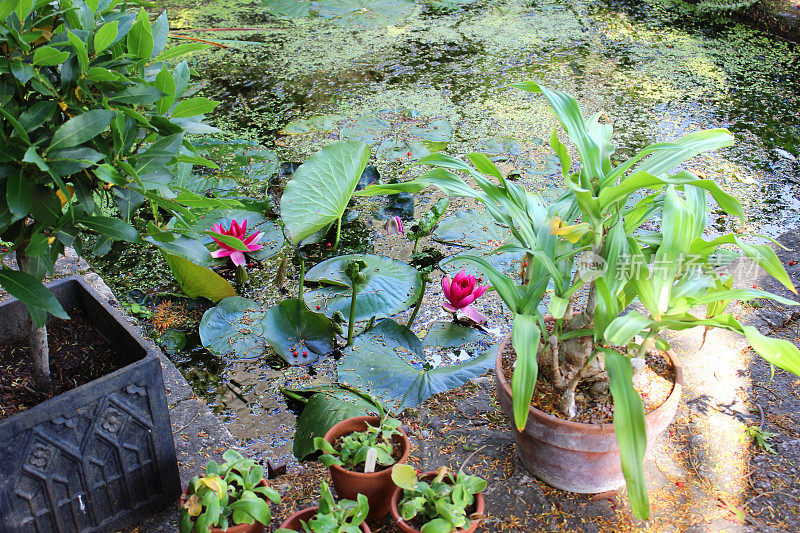 混凝土花园池塘的形象与睡莲，沼泽植物