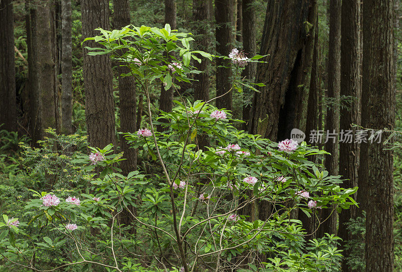 红杉林中的杜鹃花