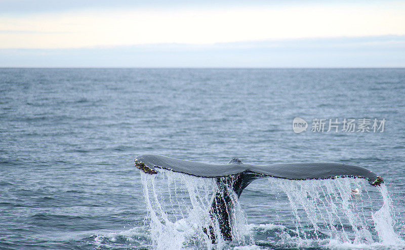 北极海洋中座头鲸的尾鳍