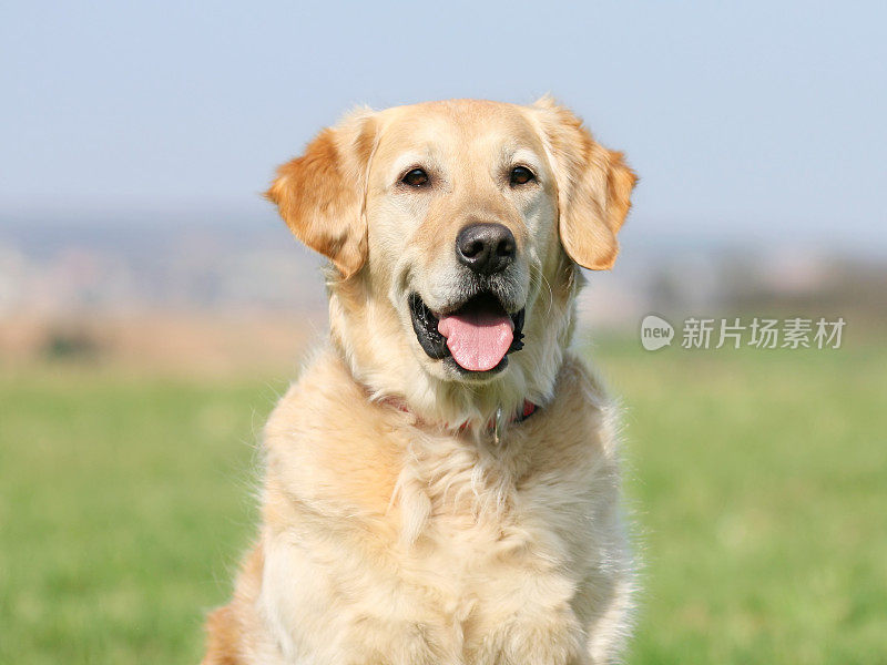 一只非常高兴的金毛猎犬看到了他的主人