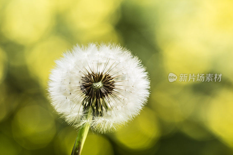 蒲公英前面开着黄色的花