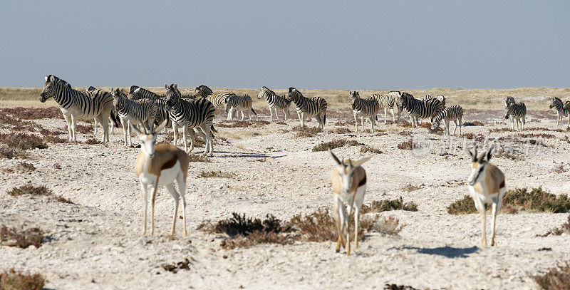 大草原上的斑马和跳羚