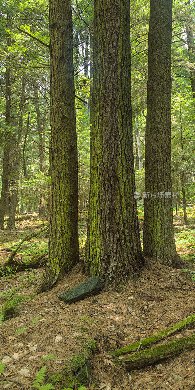 三棵树在古老的森林里长得又直又高