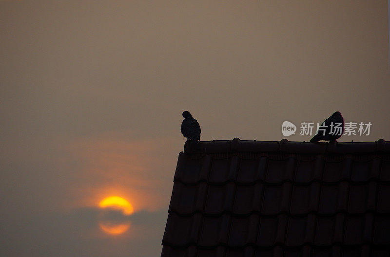 屋顶上的一对鸽子