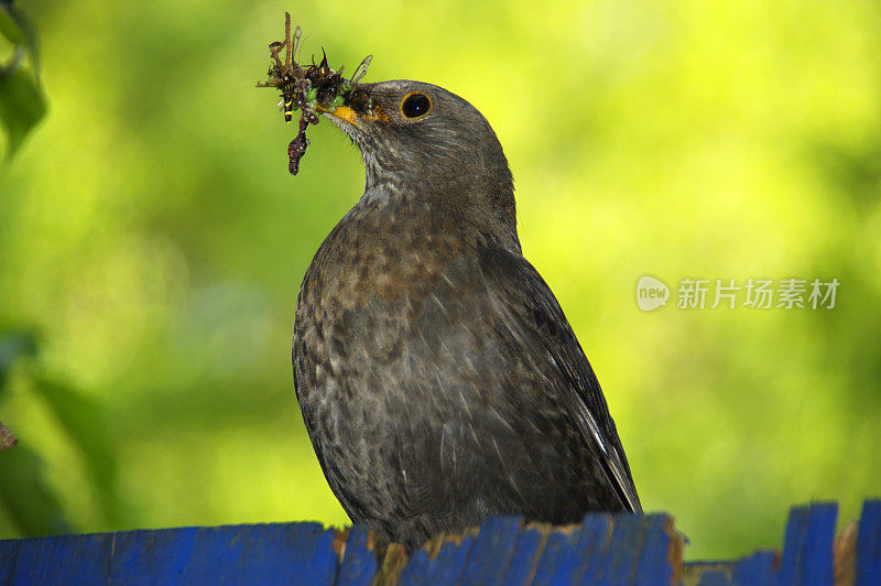 黑鸟提供食物