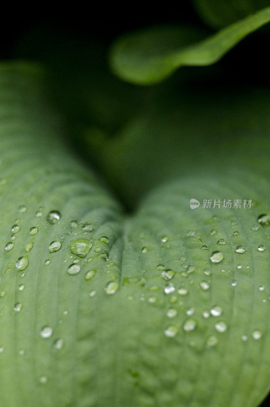 带雨滴的叶子