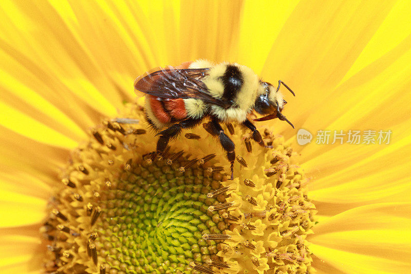 大黄蜂在向日葵上采集花粉