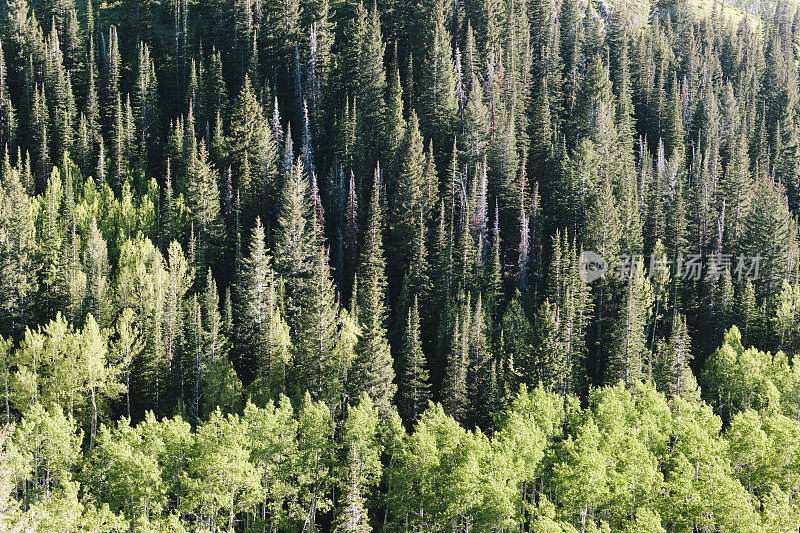 瓦萨奇山州立公园，亚高山冷杉和白皮松