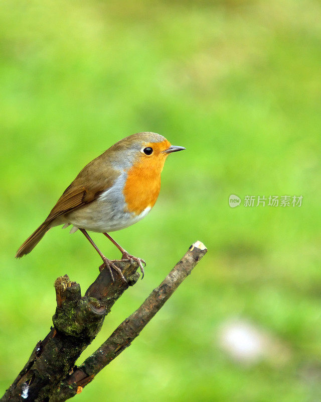 罗宾(红心rubecula)