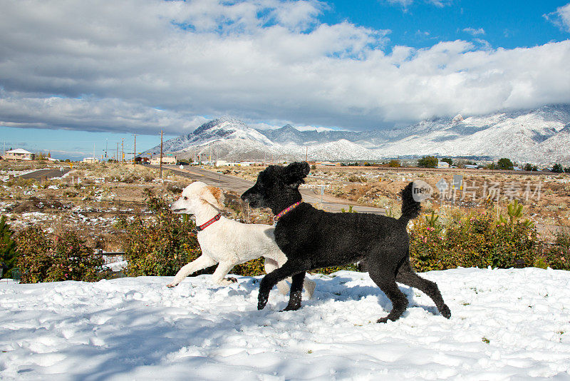 三只可爱的狗在雪中玩耍，拉布拉多犬和贵宾犬
