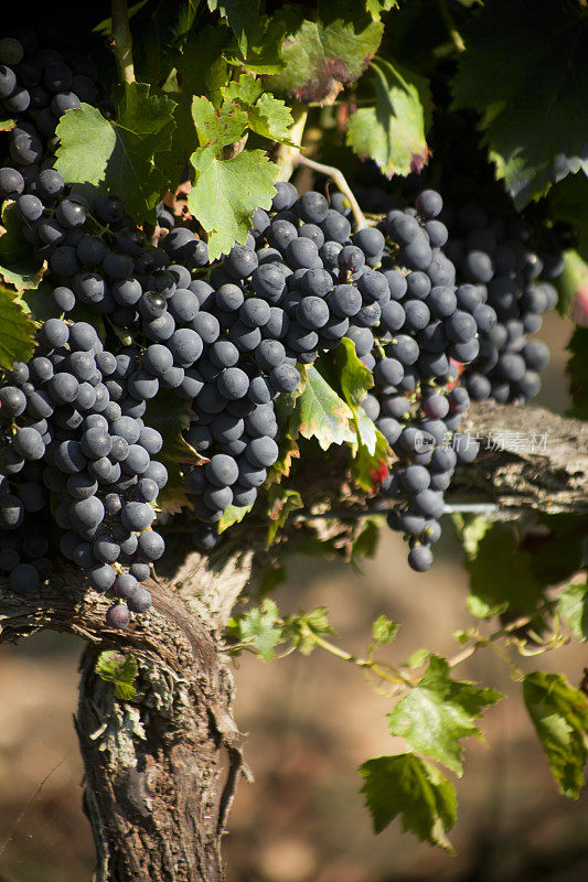 一串串的黑葡萄挂在葡萄园里。