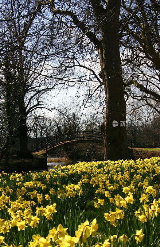 桥边黄水仙花