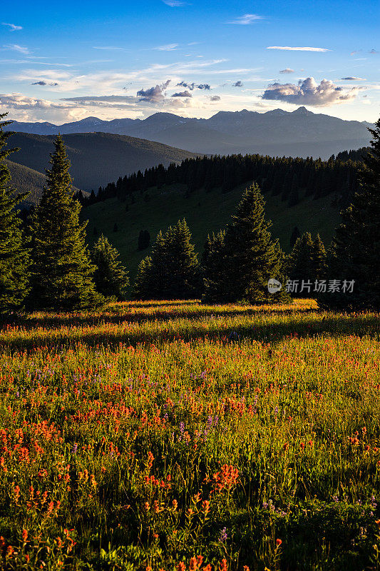 风景优美的山景与野花草地