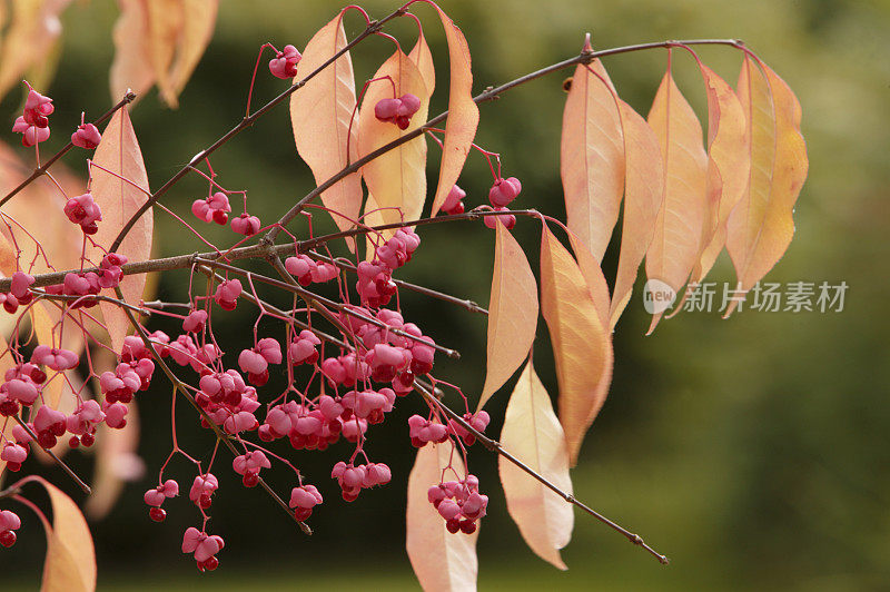 粉红色开花植物特写镜头