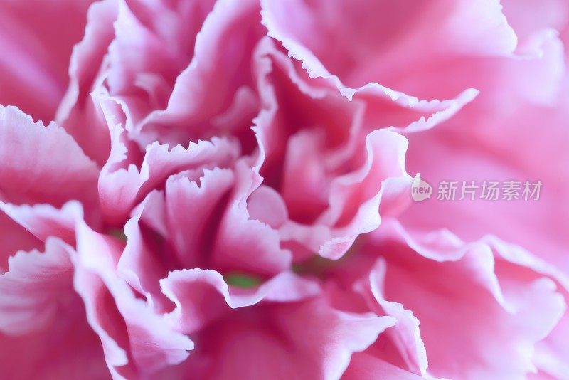 粉色康乃馨花的特写
