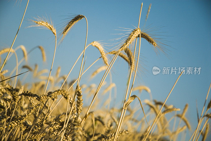 金色夏季玉米麦田