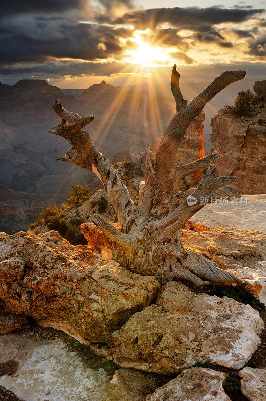 壮丽的景观与干燥的树在大峡谷，亚利桑那州，美国
