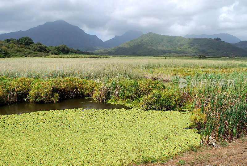 夏威夷凯卢阿的沼泽