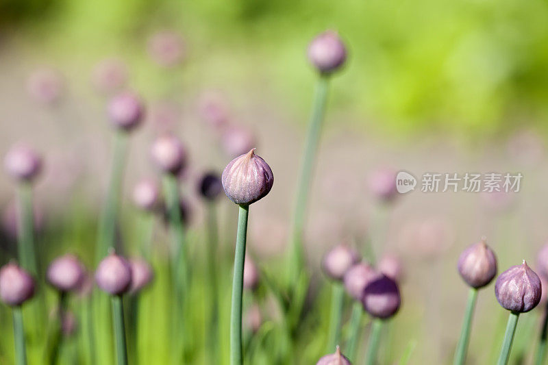 韭菜花(葱)在芽