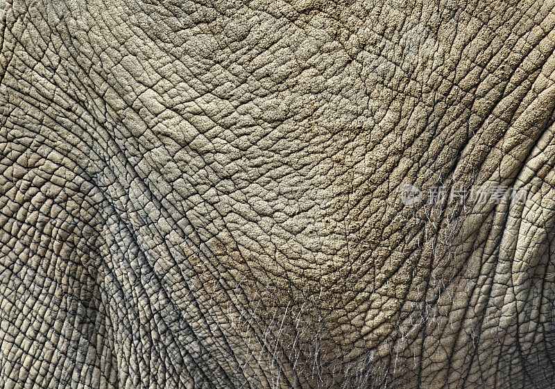 侧面的大象皮肤之间的前腿和后腿