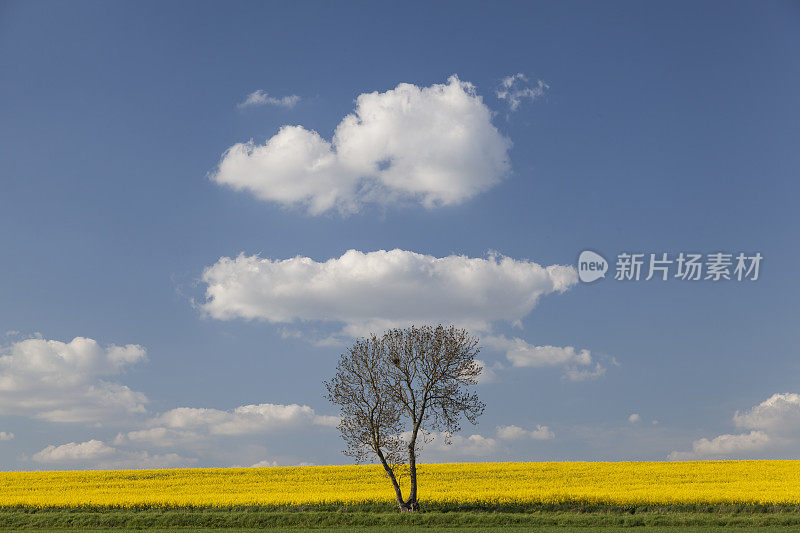 油菜籽田的单株