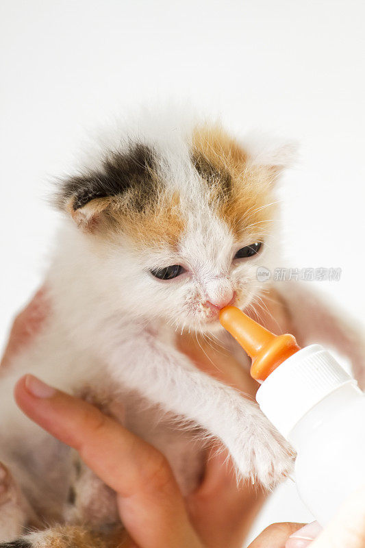 吃婴儿配方奶粉的小猫