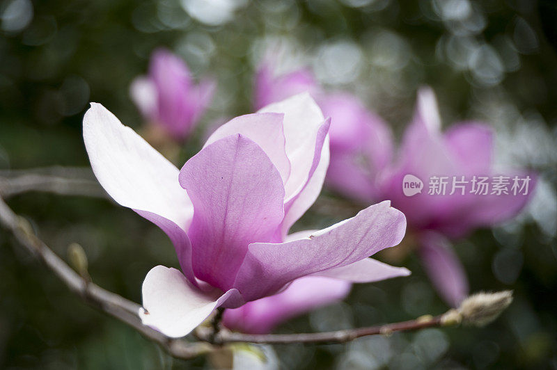 郁金香木兰开花