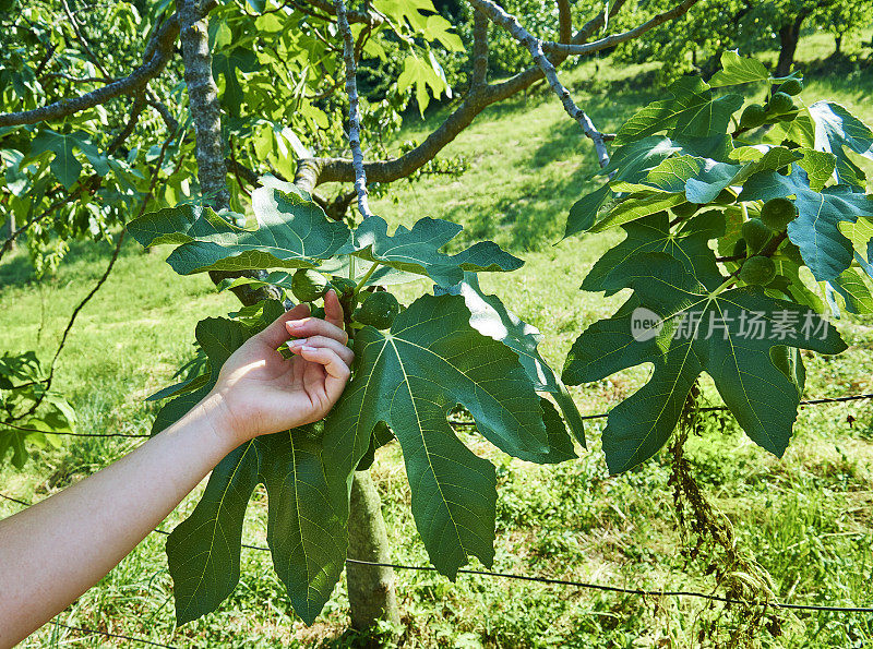 女性手拿无花果