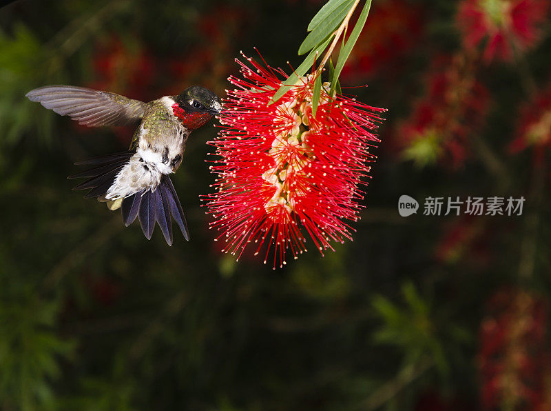 蜂鸟喂食