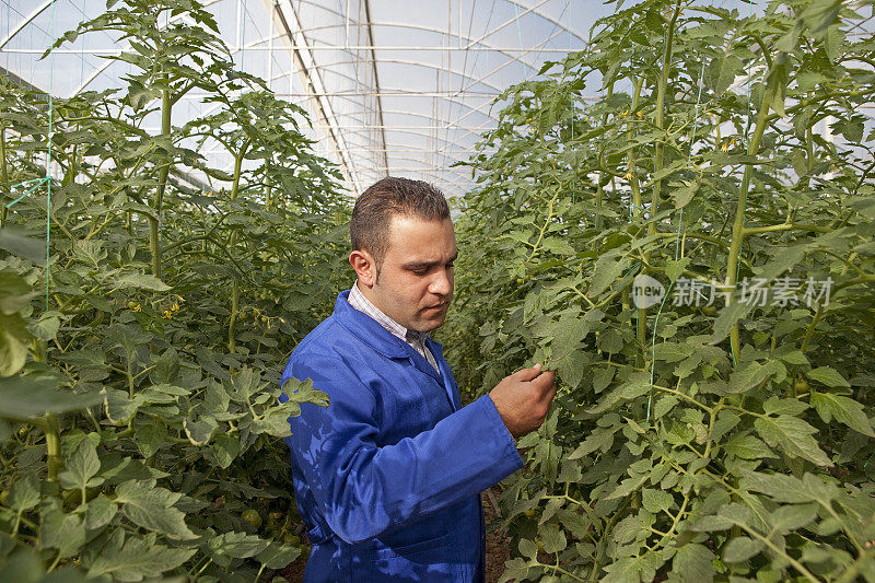 在温室里检查植物的人