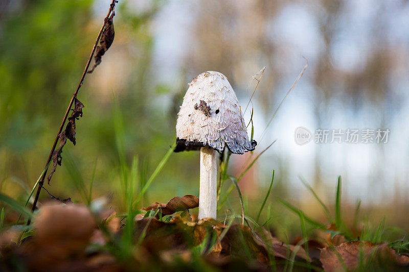 律师的假发真菌