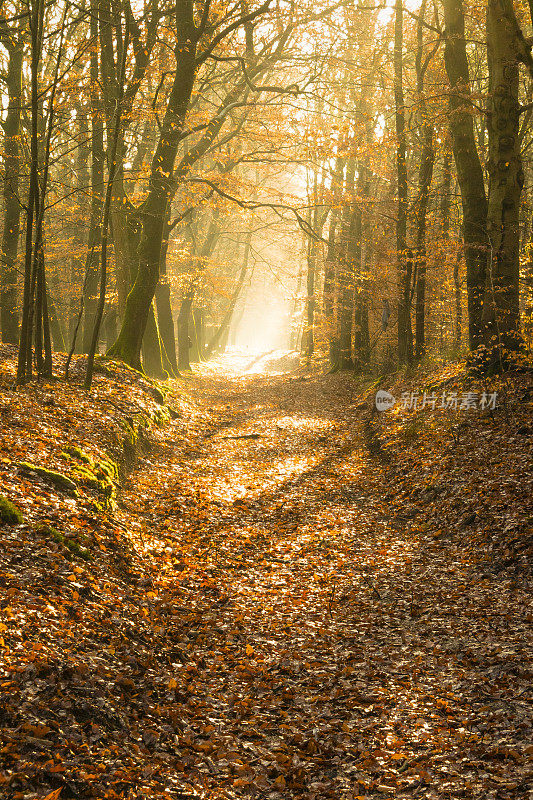 阳光在秋天的山毛榉树森林。
