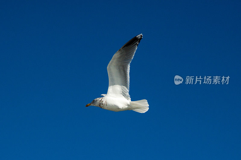 海鸥