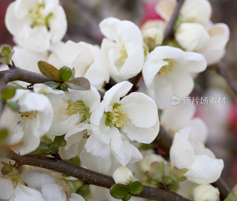 日本木瓜开花