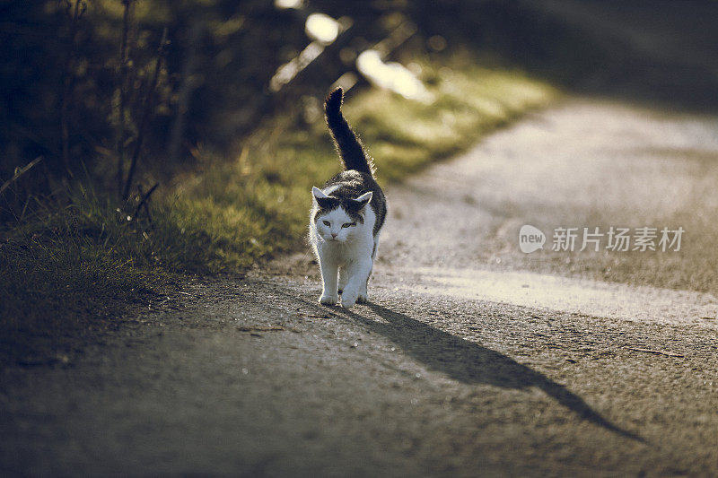 猫在路上行走