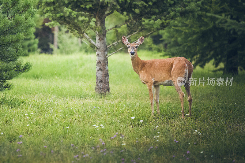 年轻的牝鹿站在被森林树木环绕的草地上