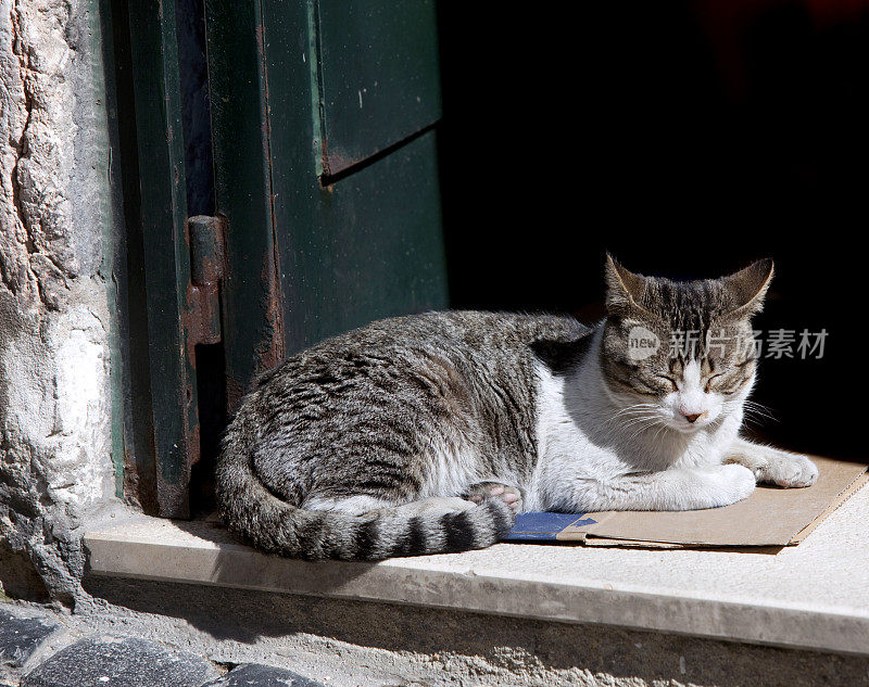 葡萄牙猫睡在门口