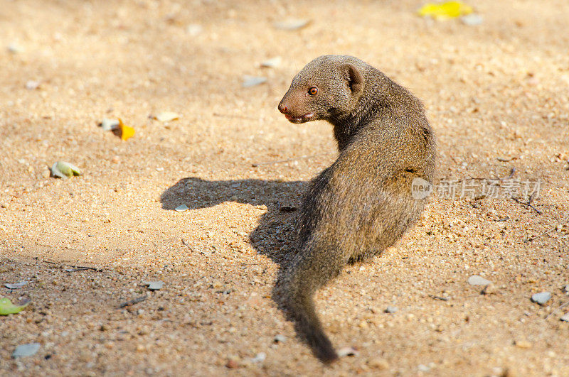 侏儒猫鼬-南非