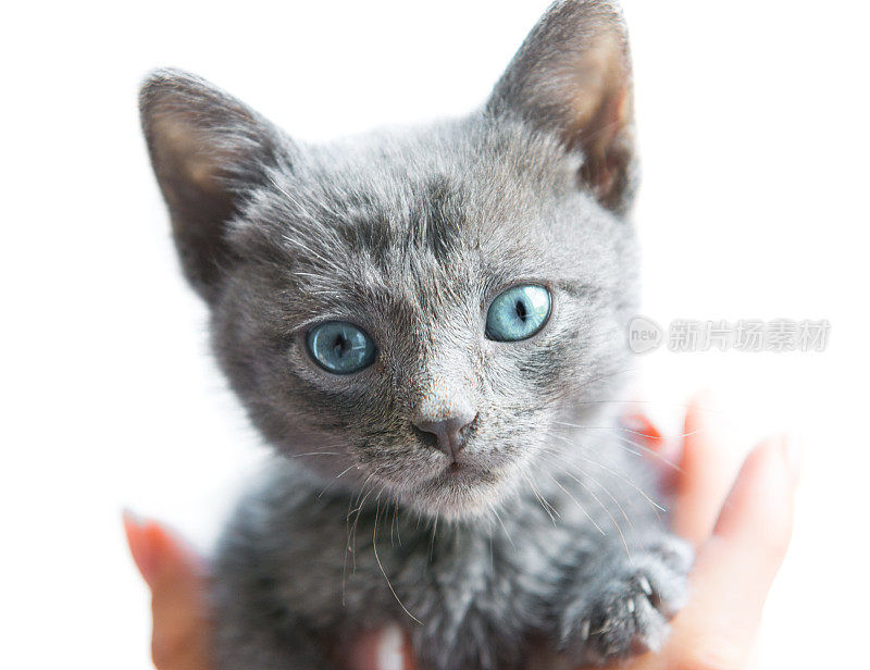 俄罗斯蓝猫宝宝摆出蓝眼睛的姿势
