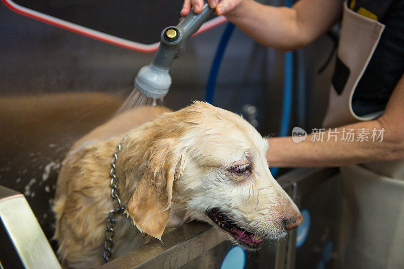 金毛猎犬沐浴在自助狗洗