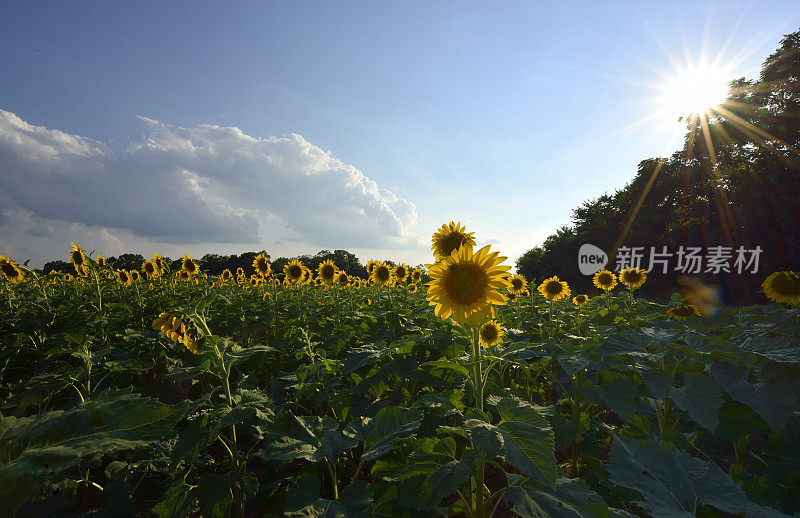 向日葵田夏天，太阳耀斑