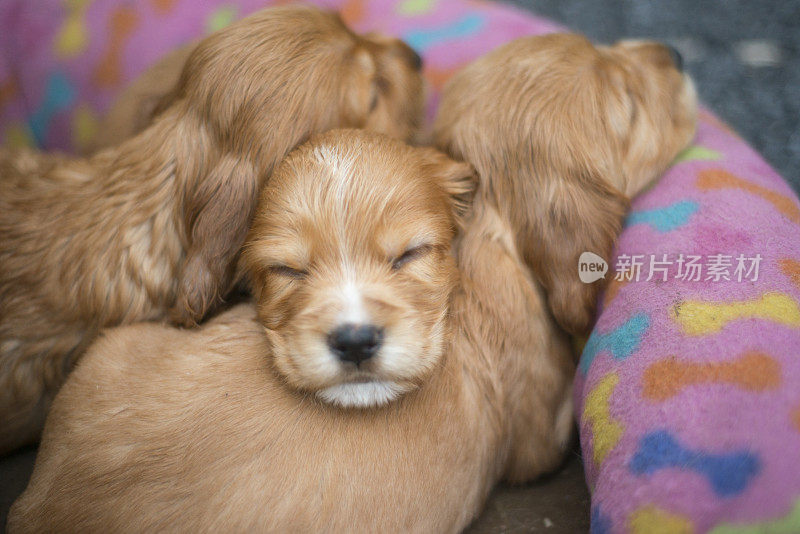 三只金色可卡犬幼犬