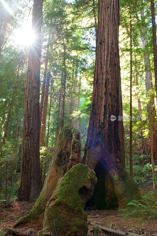 在缪尔森林国家公园的红杉树与镜头光晕