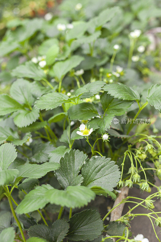 田间草莓植株