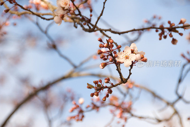 樱桃树开花