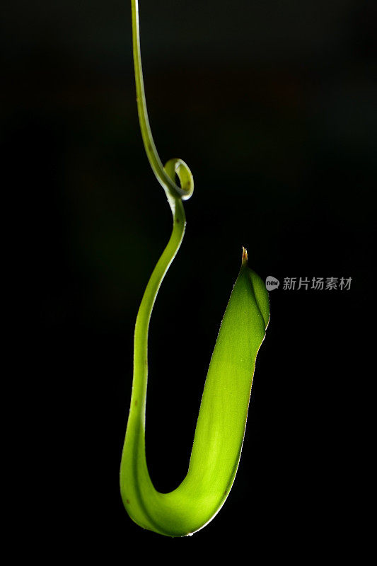 绿色猪笼草或肉食性植物，背景为黑色