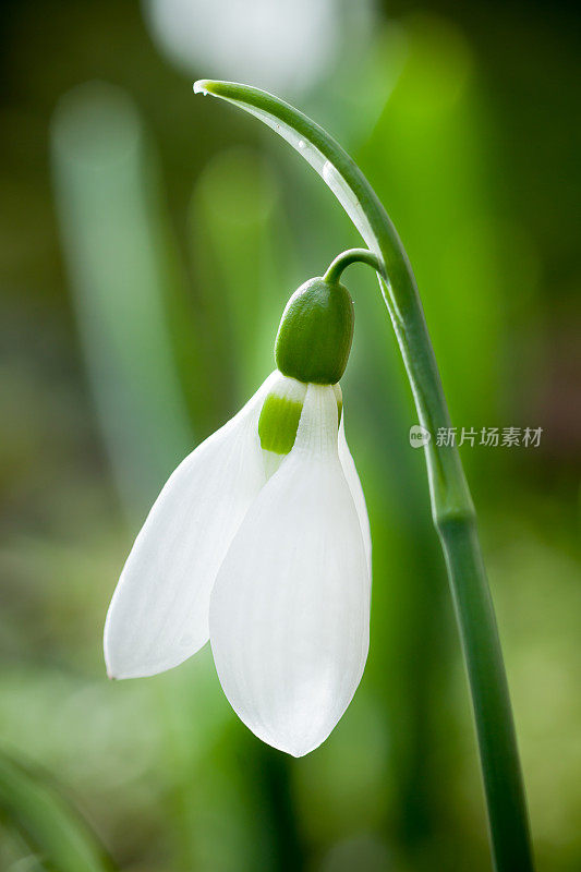 雪花莲是春天的使者