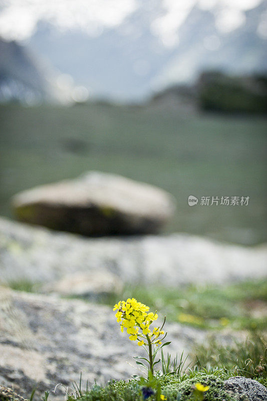 尤特径野花