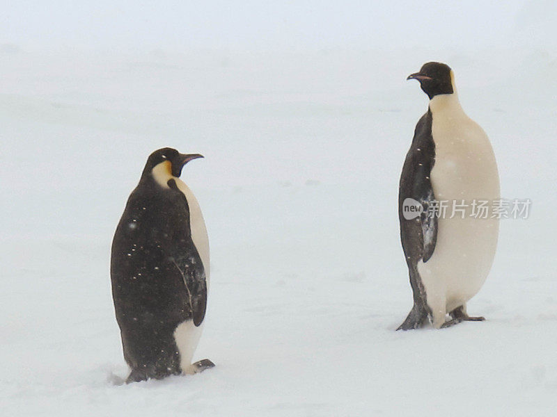 雪中的帝企鹅