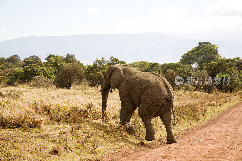大象正在过马路。
